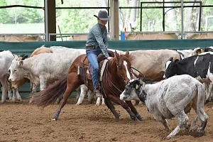 HALA - 4NCHA CUTTING  Spring Challenger Show