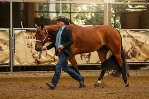 HALA - MSR - Drezúra All Round  SAWRR