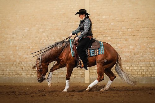 SLOVAK STALLION SHOW 8.3. 2025