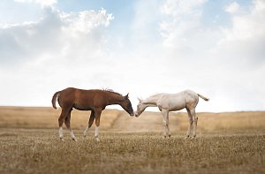 DB CREAM SHOT OF TWO