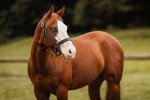 Smoking Melone Chick