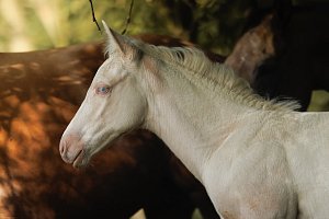 DB CREAM SHOT OF TWO