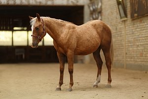 MM Snappers Starbuck