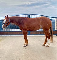 GC Shine Shorty Doll