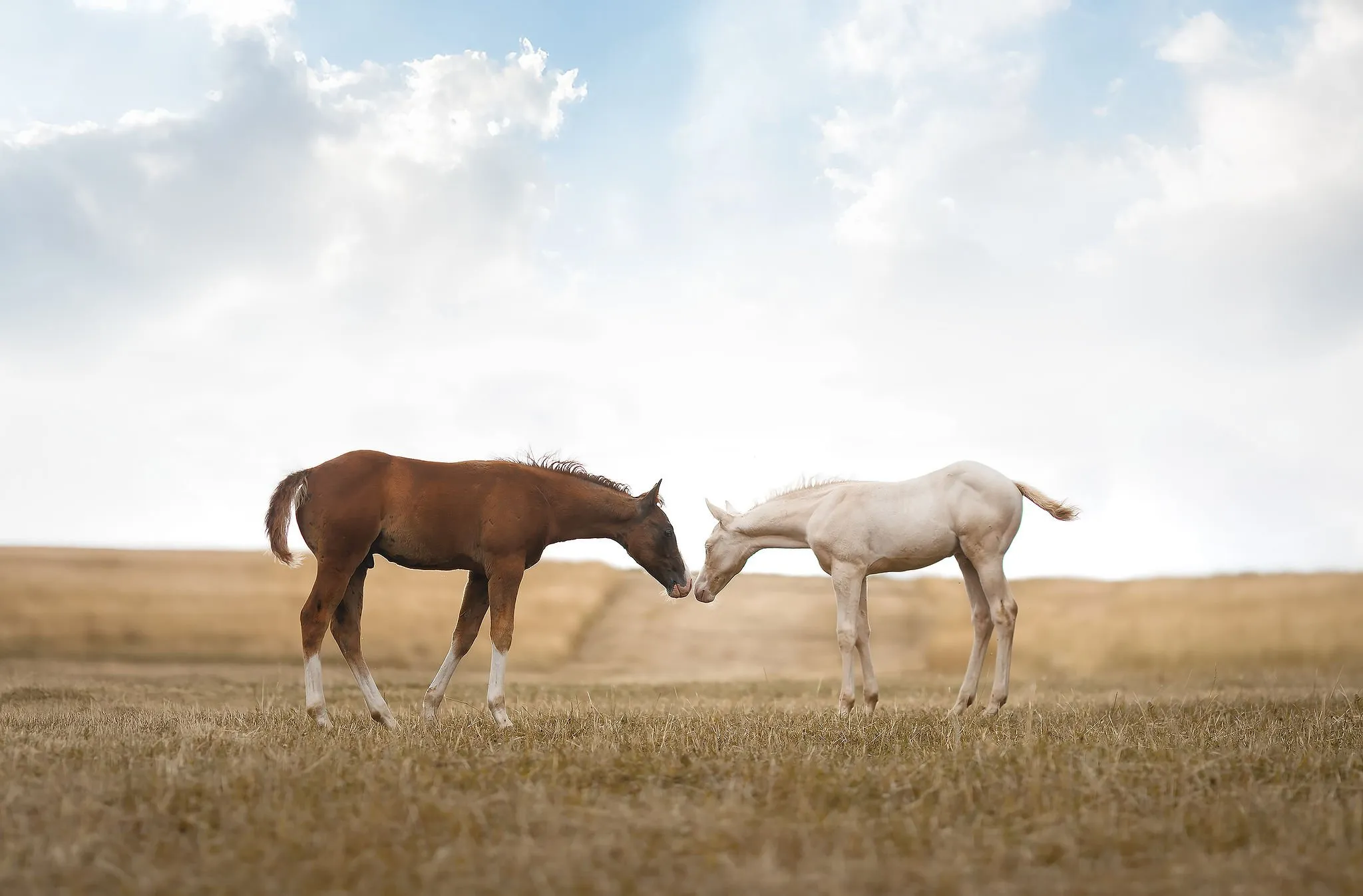 DB CREAM SHOT OF TWO