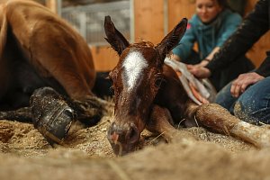 DB PureLove "Grinch"