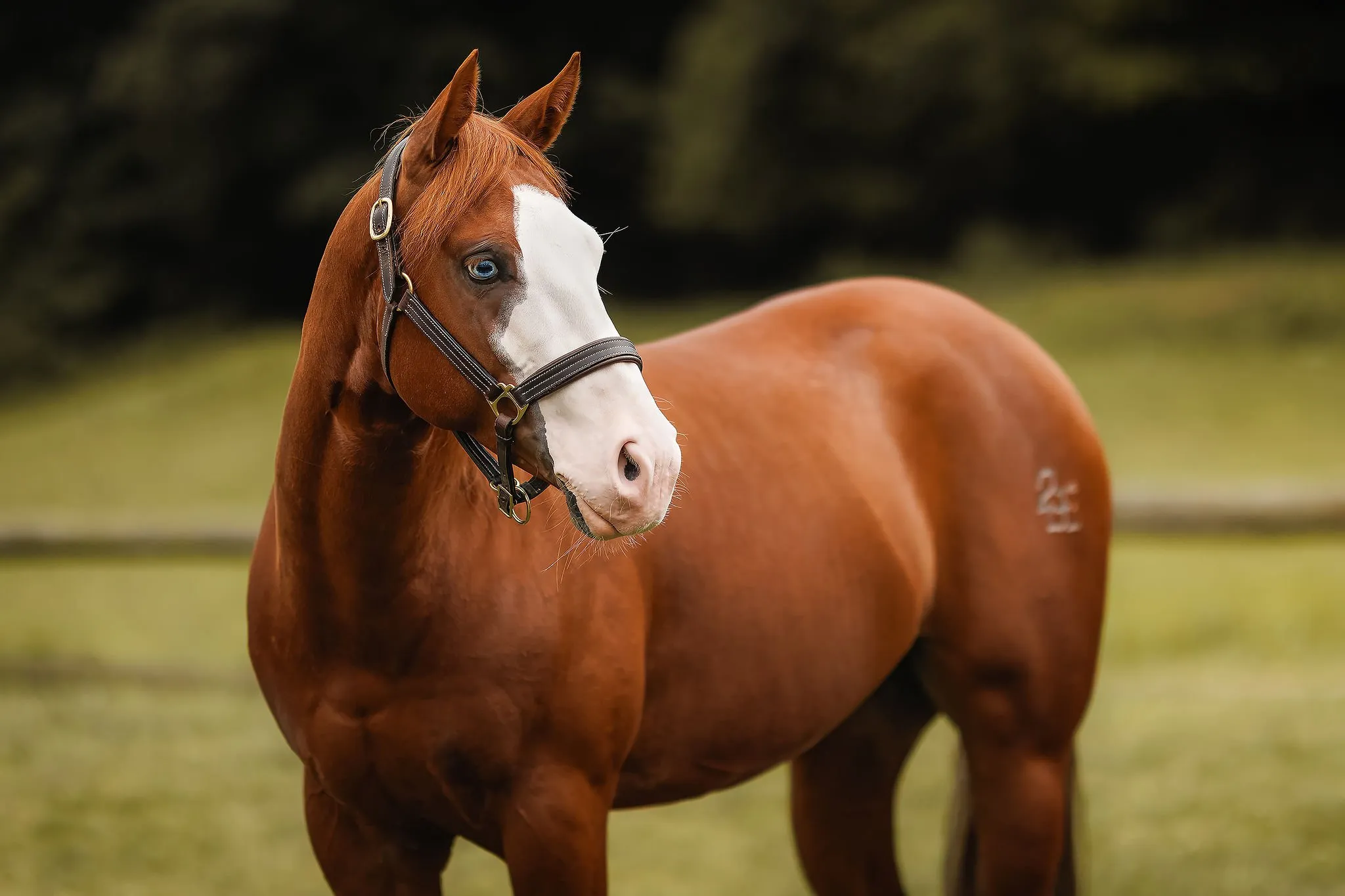 Smoking Melone Chick