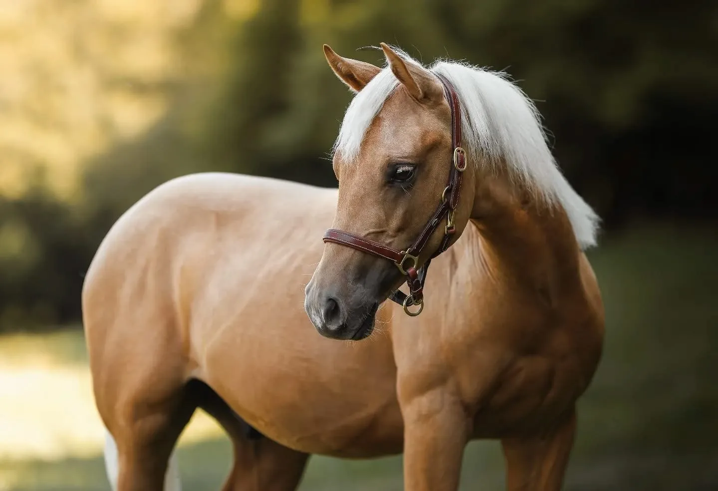 DB Half Blood Prince