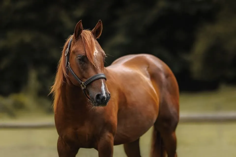 DB Tinsel Gin “Gino”