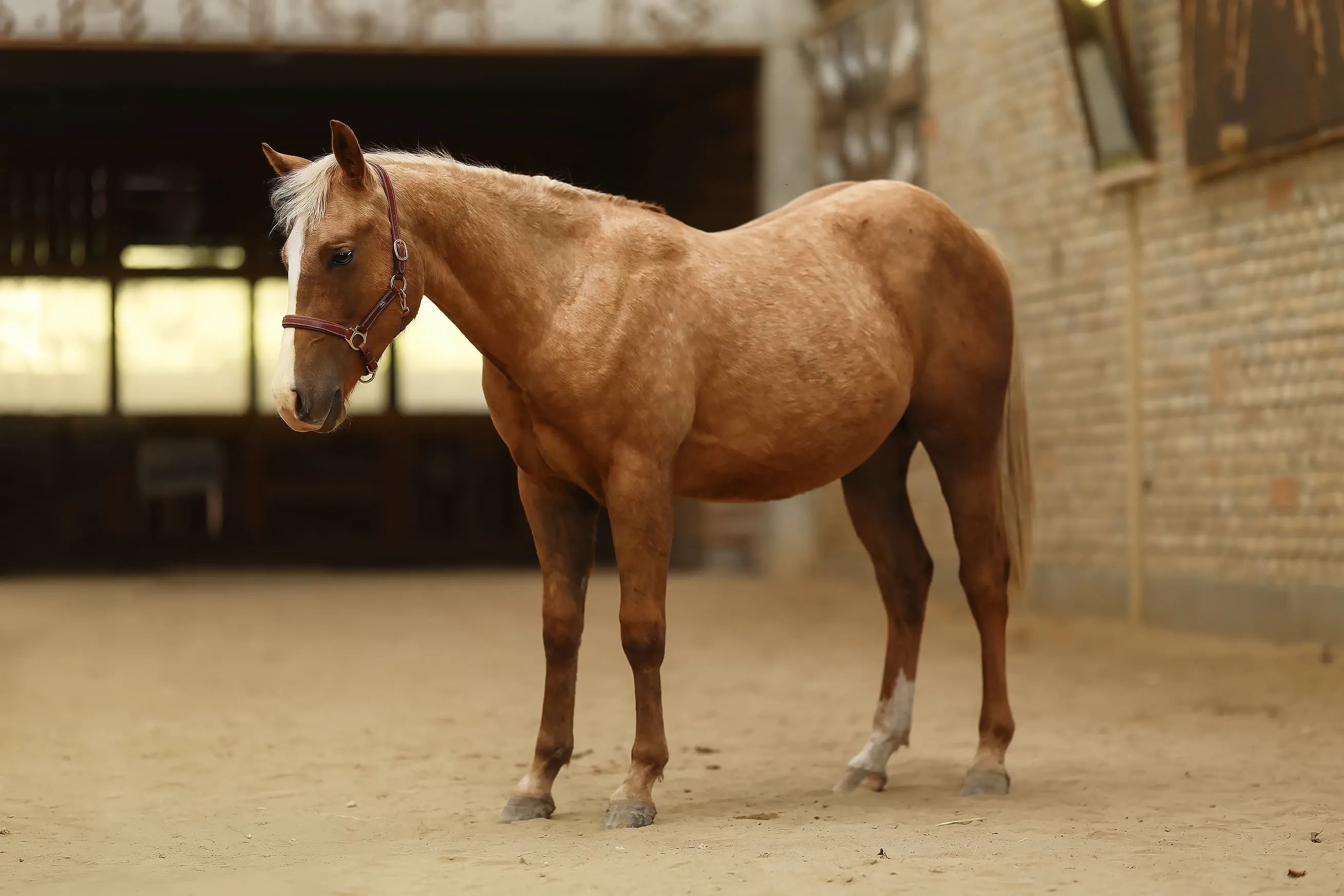 MM Snappers Starbuck